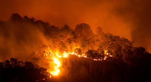 Incendio devasta i boschi della Calabria: un disastro ambientale senza precedenti